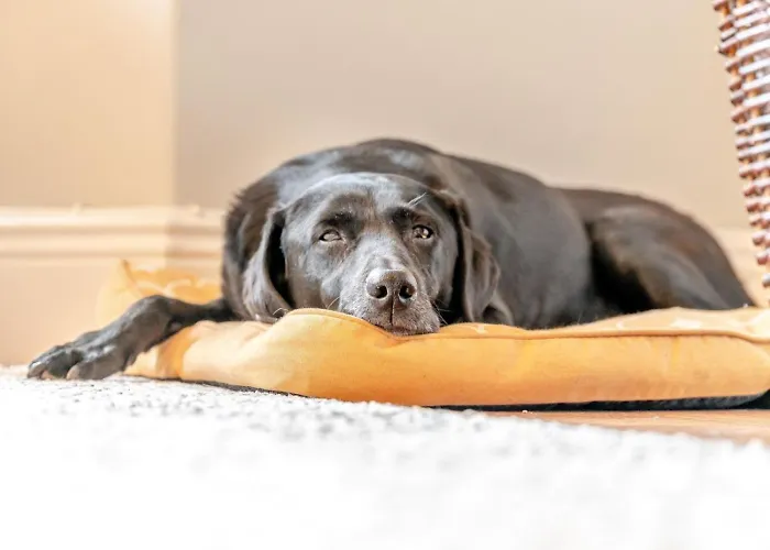 Holiday home 3 Bed In Oc-89526 *